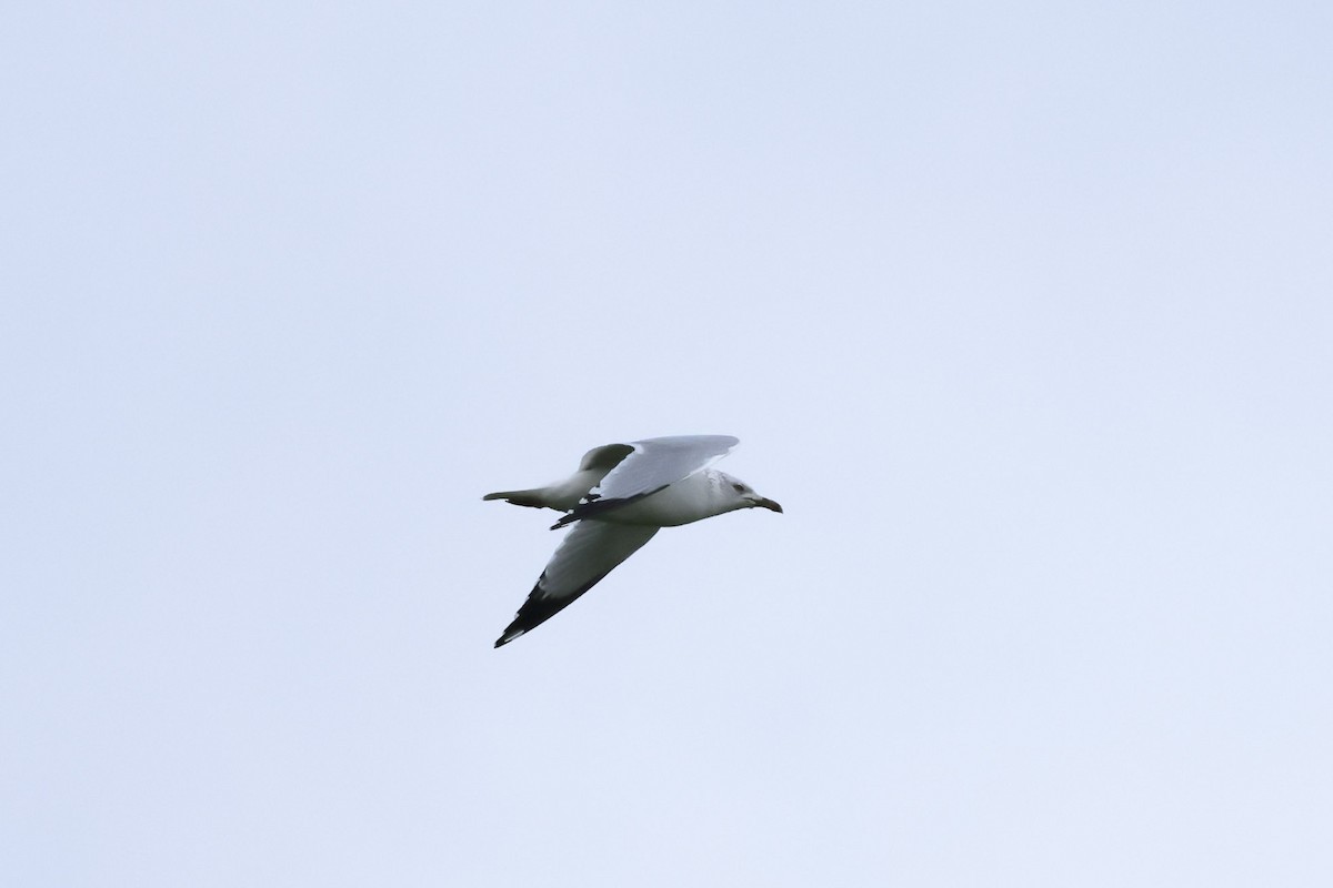 Ring-billed Gull - ML646655047