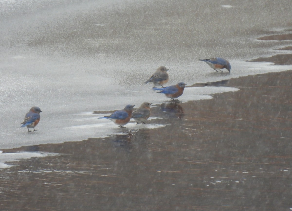 Eastern Bluebird - ML646655053