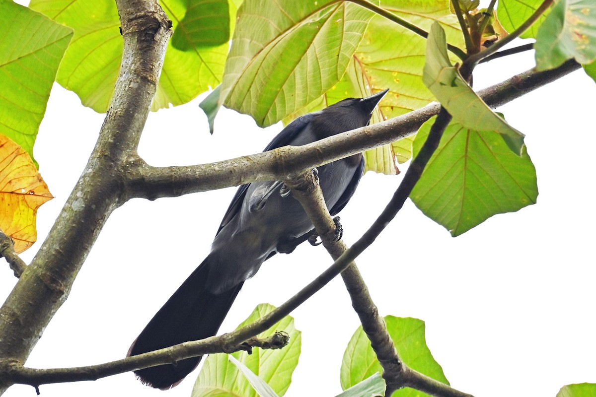 Violaceous Jay - ML646655054