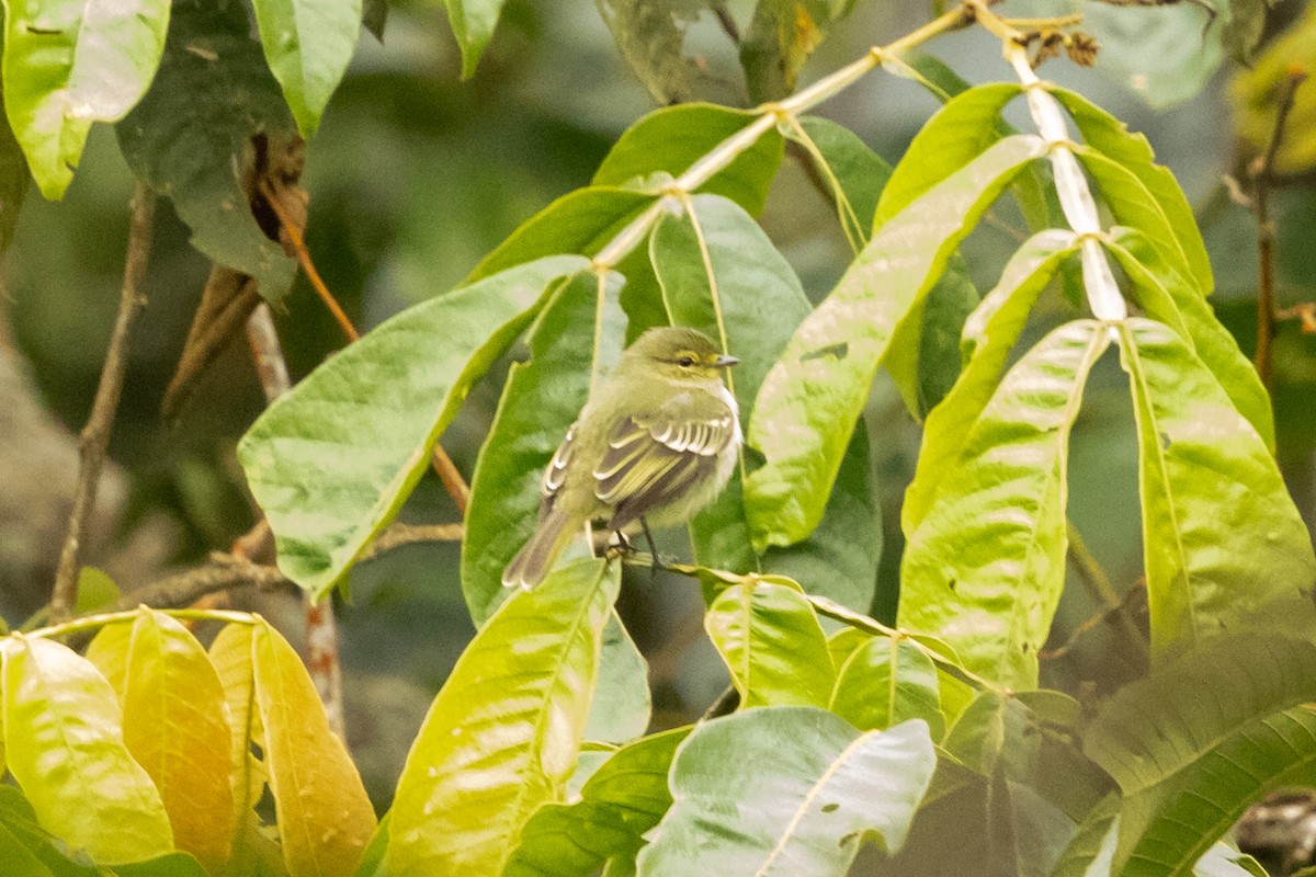Golden-faced Tyrannulet (Coopmans's) - ML646655055
