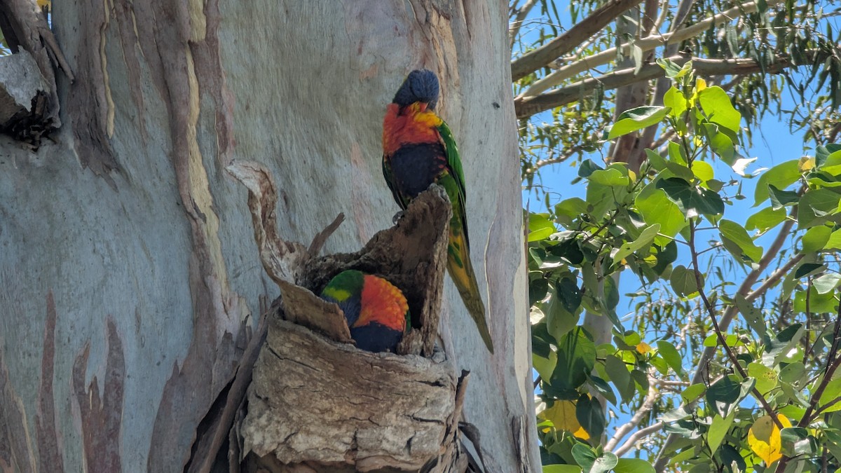 オーストラリアゴシキセイガイインコ - ML646655056