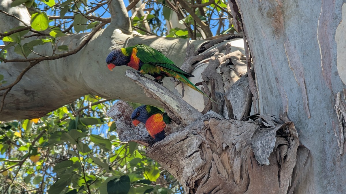 オーストラリアゴシキセイガイインコ - ML646655057