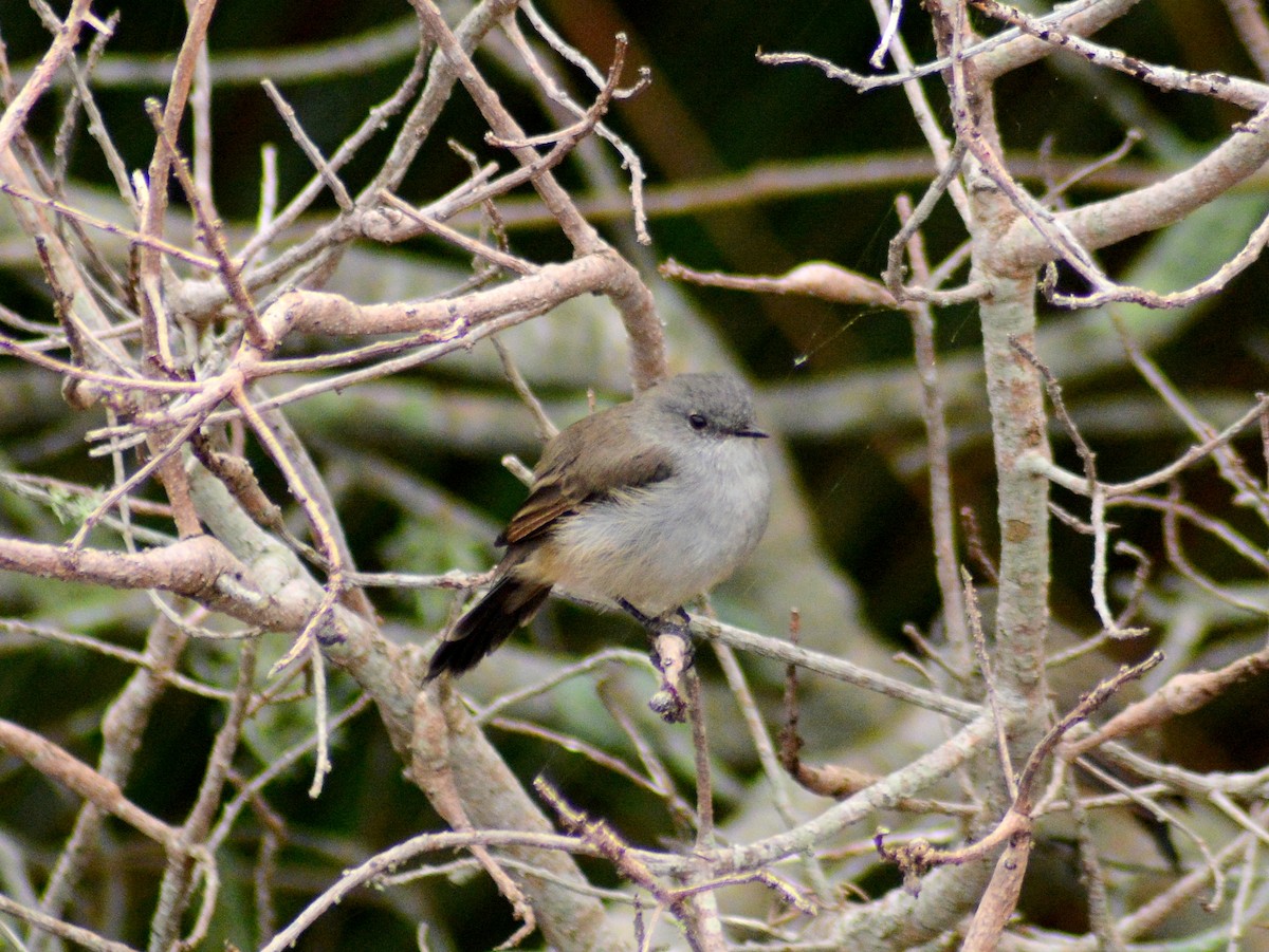 Sooty Tyrannulet - ML646655058