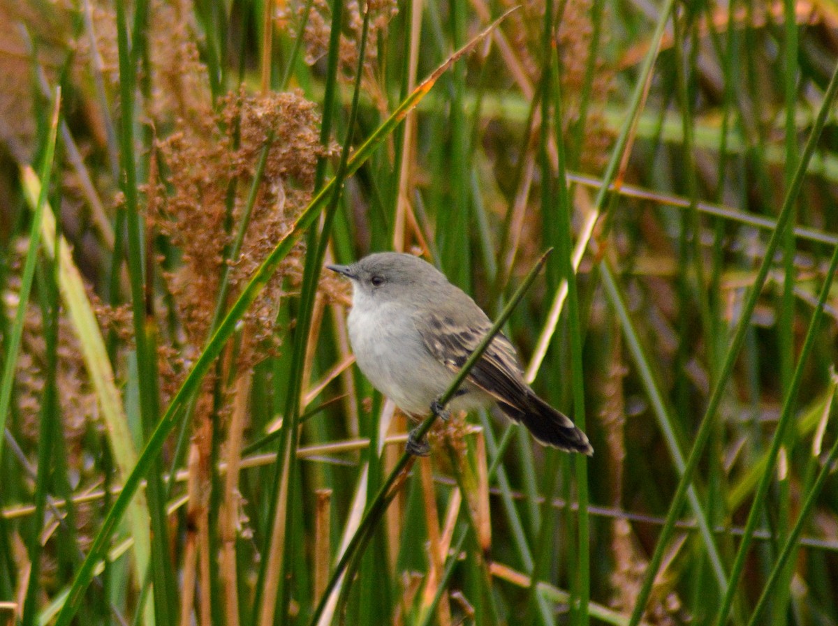 Sooty Tyrannulet - ML646655059