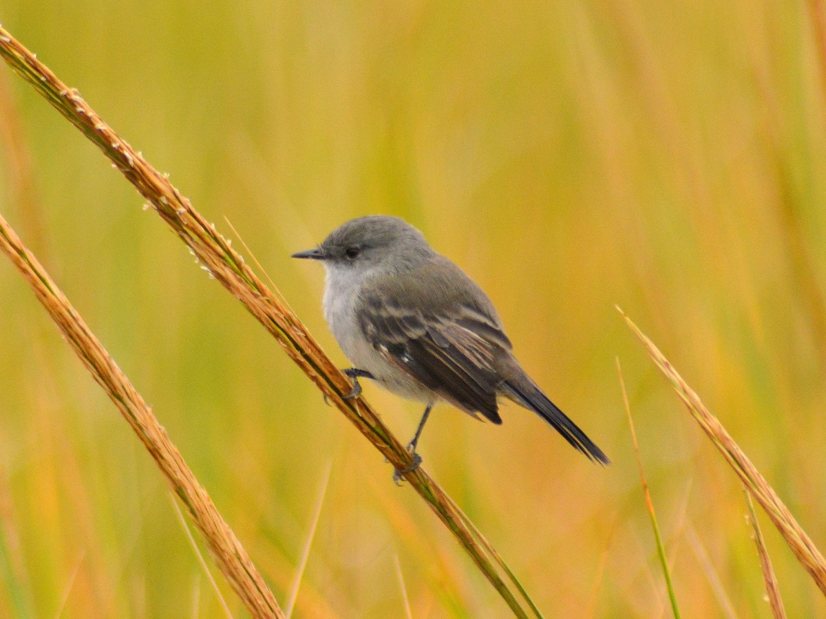 Sooty Tyrannulet - ML646655060