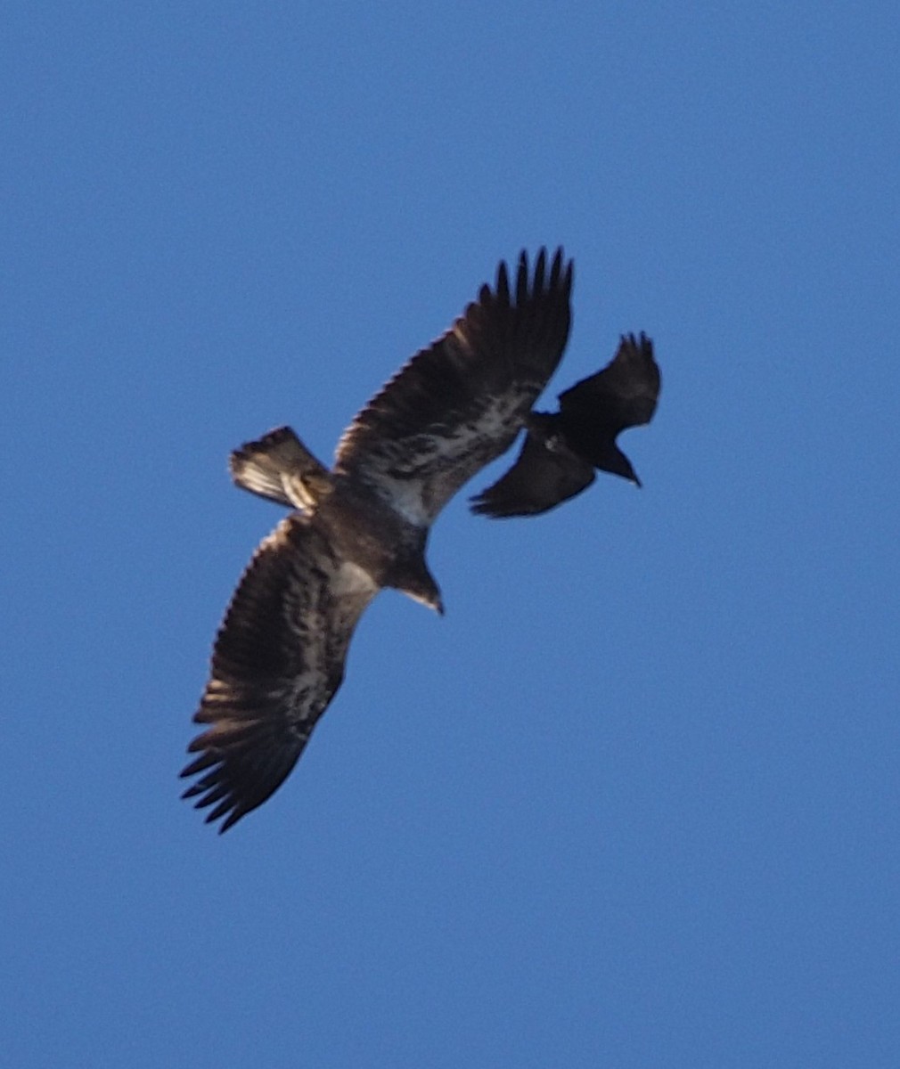 Bald Eagle - ML646655061
