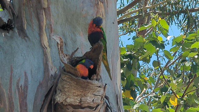 オーストラリアゴシキセイガイインコ - ML646655062