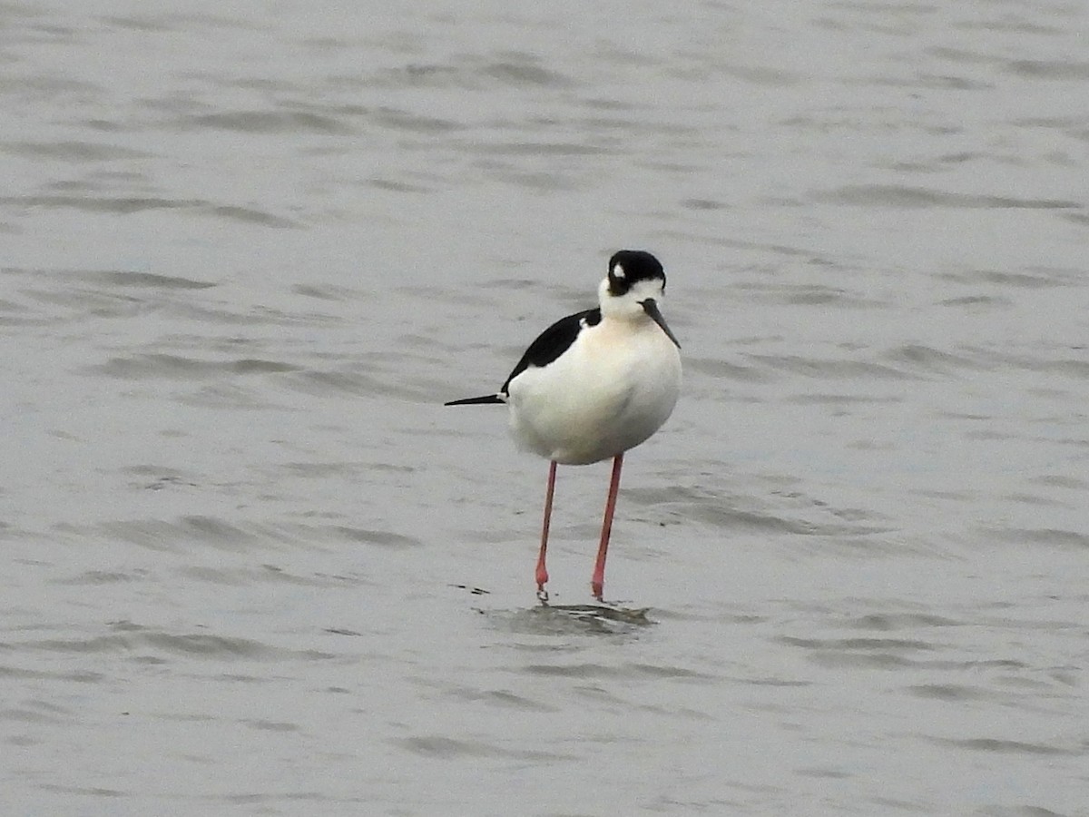 Кулик-довгоніг американський - ML646655063