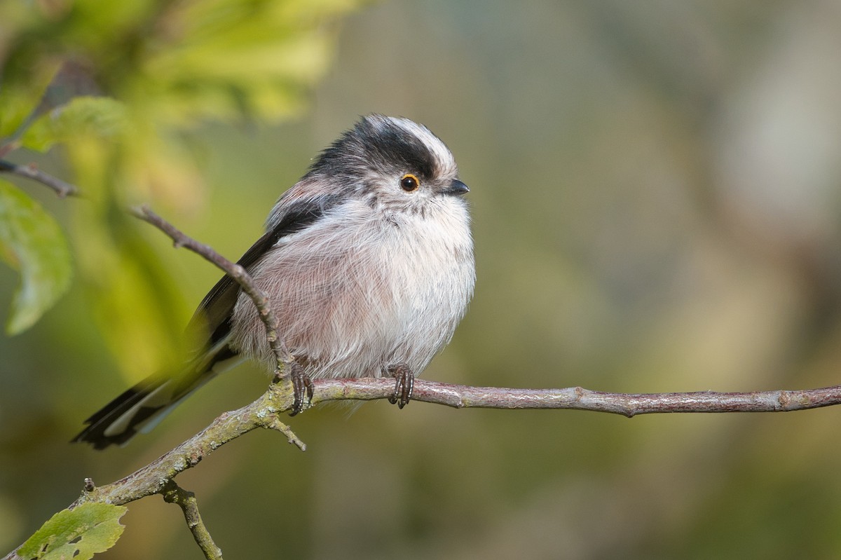 Long-tailed Tit - ML646655064