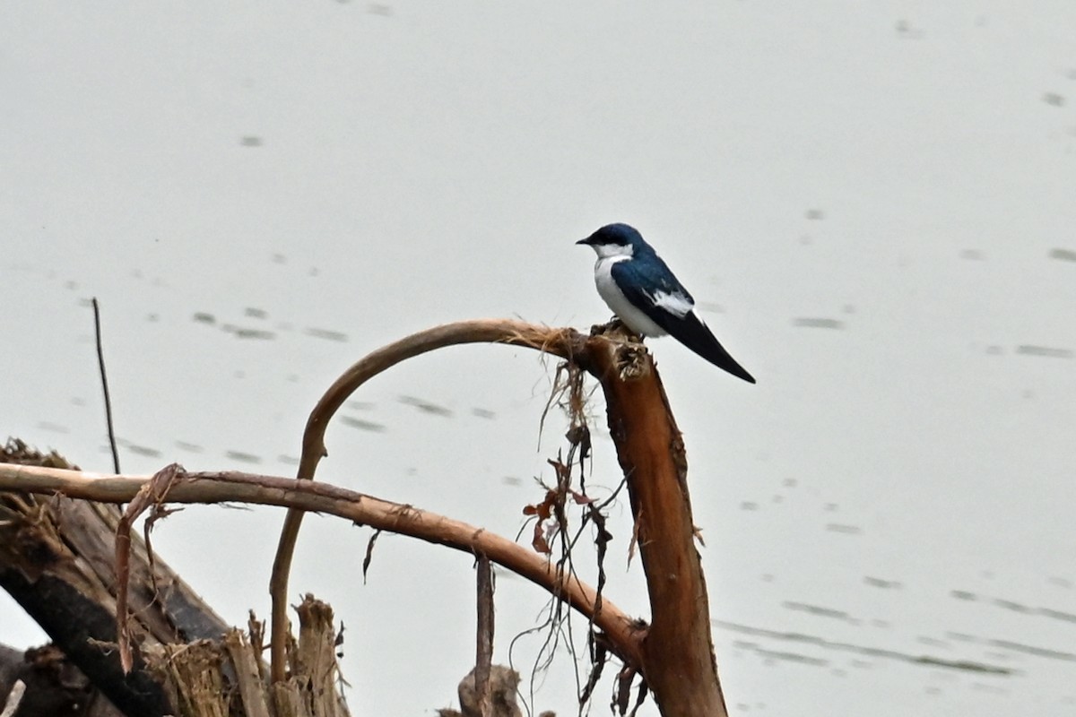 Hirondelle à ailes blanches - ML646655065