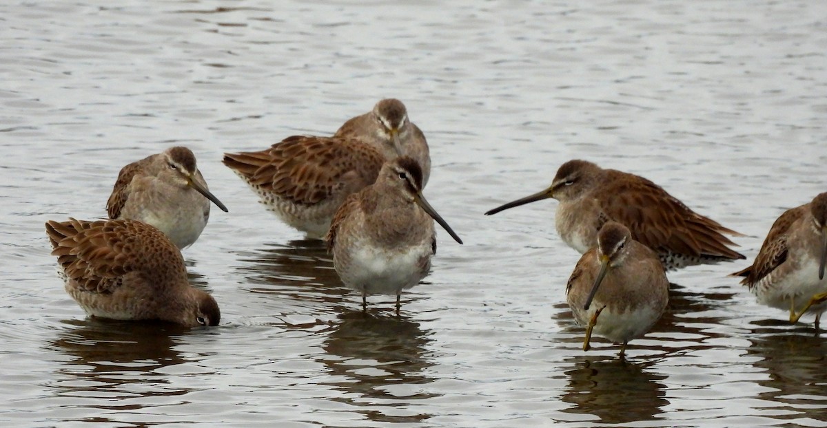 Неголь довгодзьобий - ML646655066