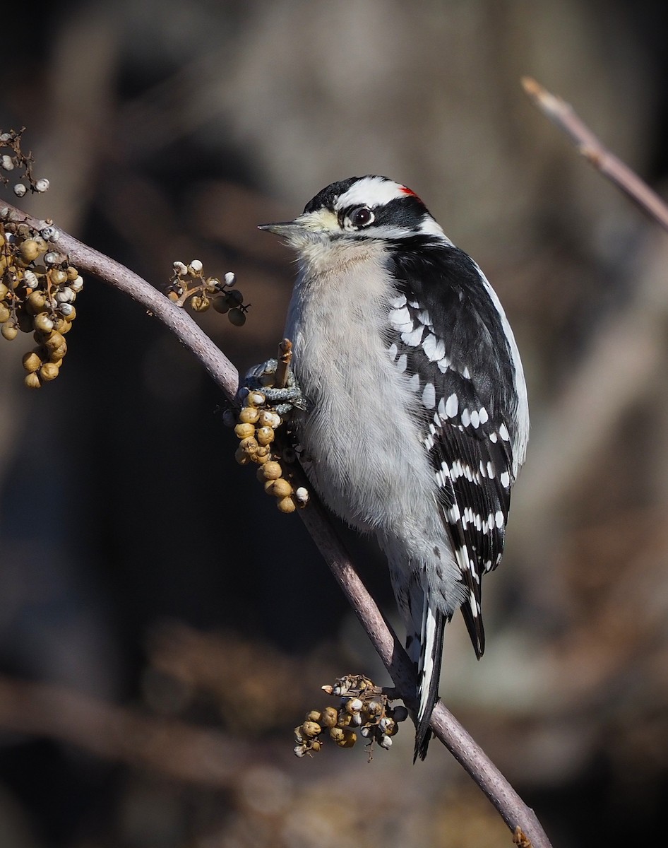 Downy Woodpecker (Eastern) - ML646655069