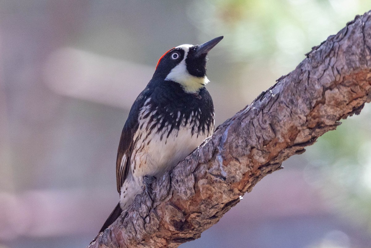 Acorn Woodpecker - ML646655070