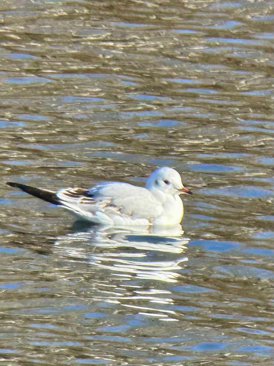 Black-headed Gull - ML646655072