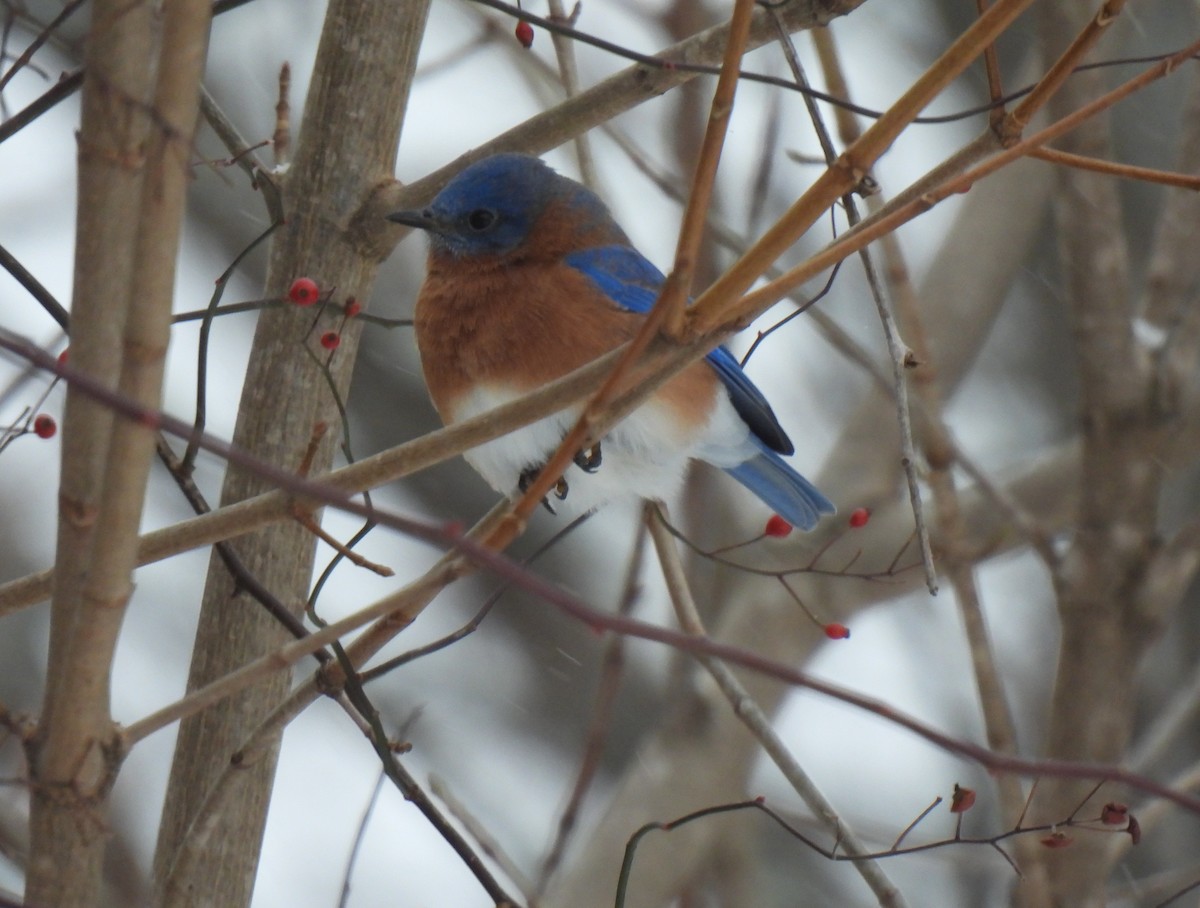 Eastern Bluebird - ML646655074