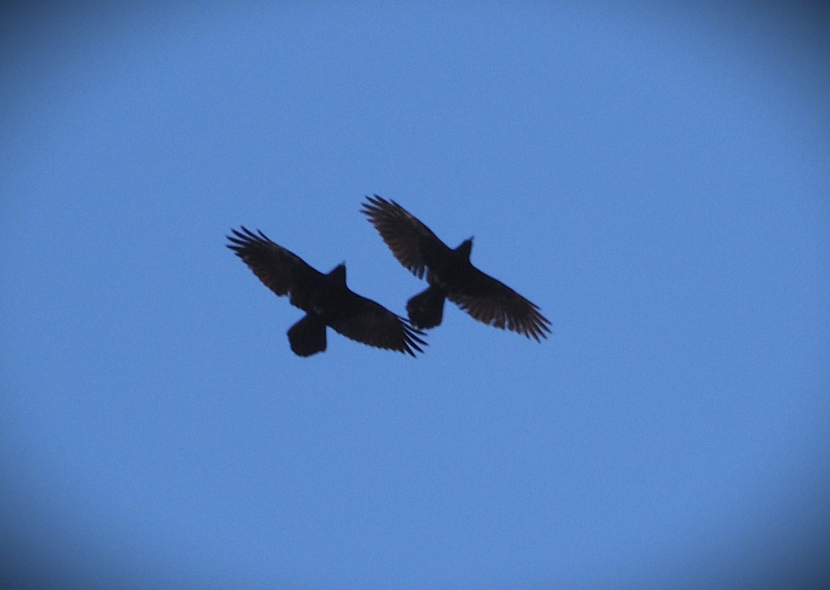 עורב שחור - ML646655080