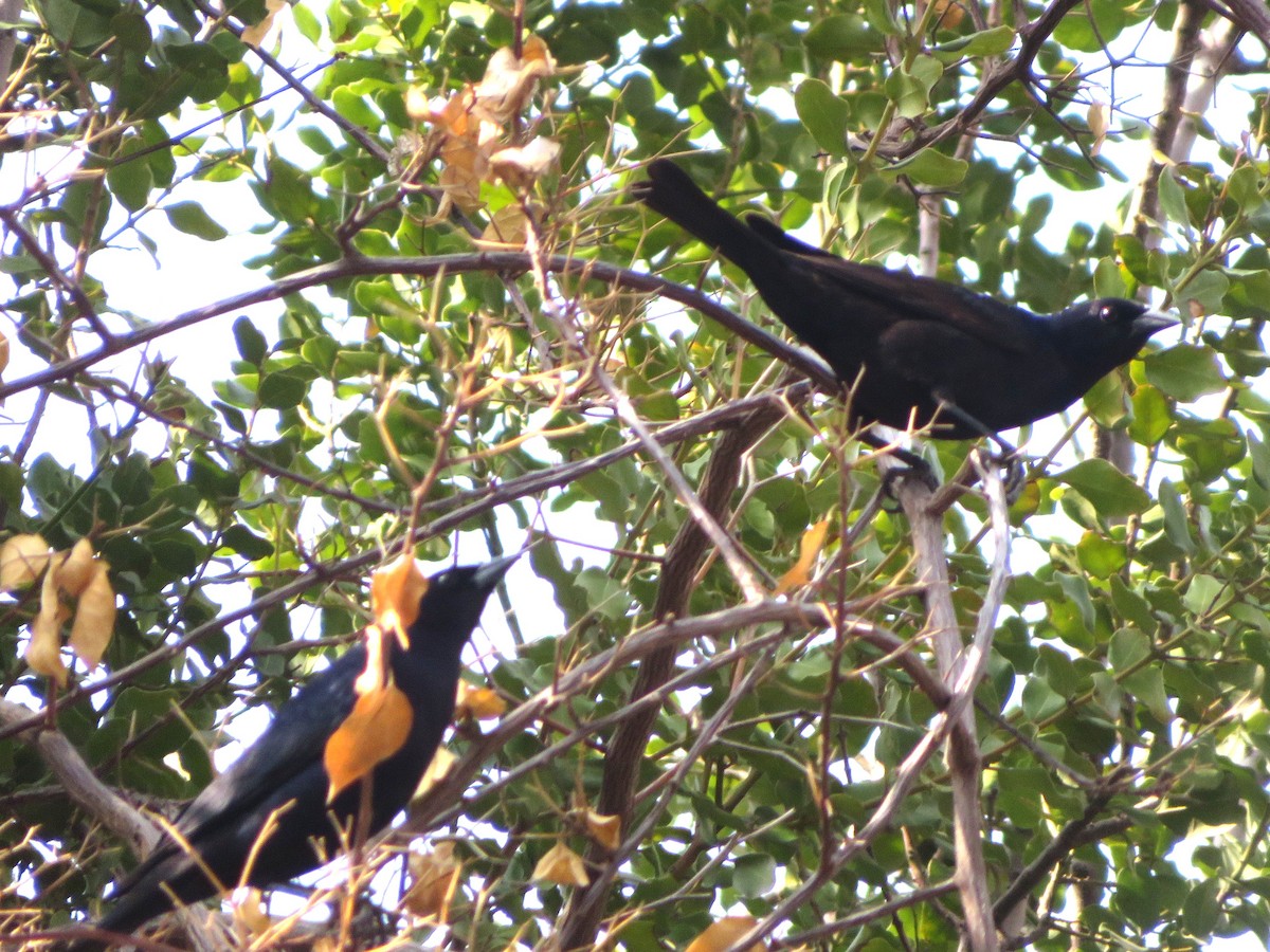 Shiny Cowbird - ML646655081