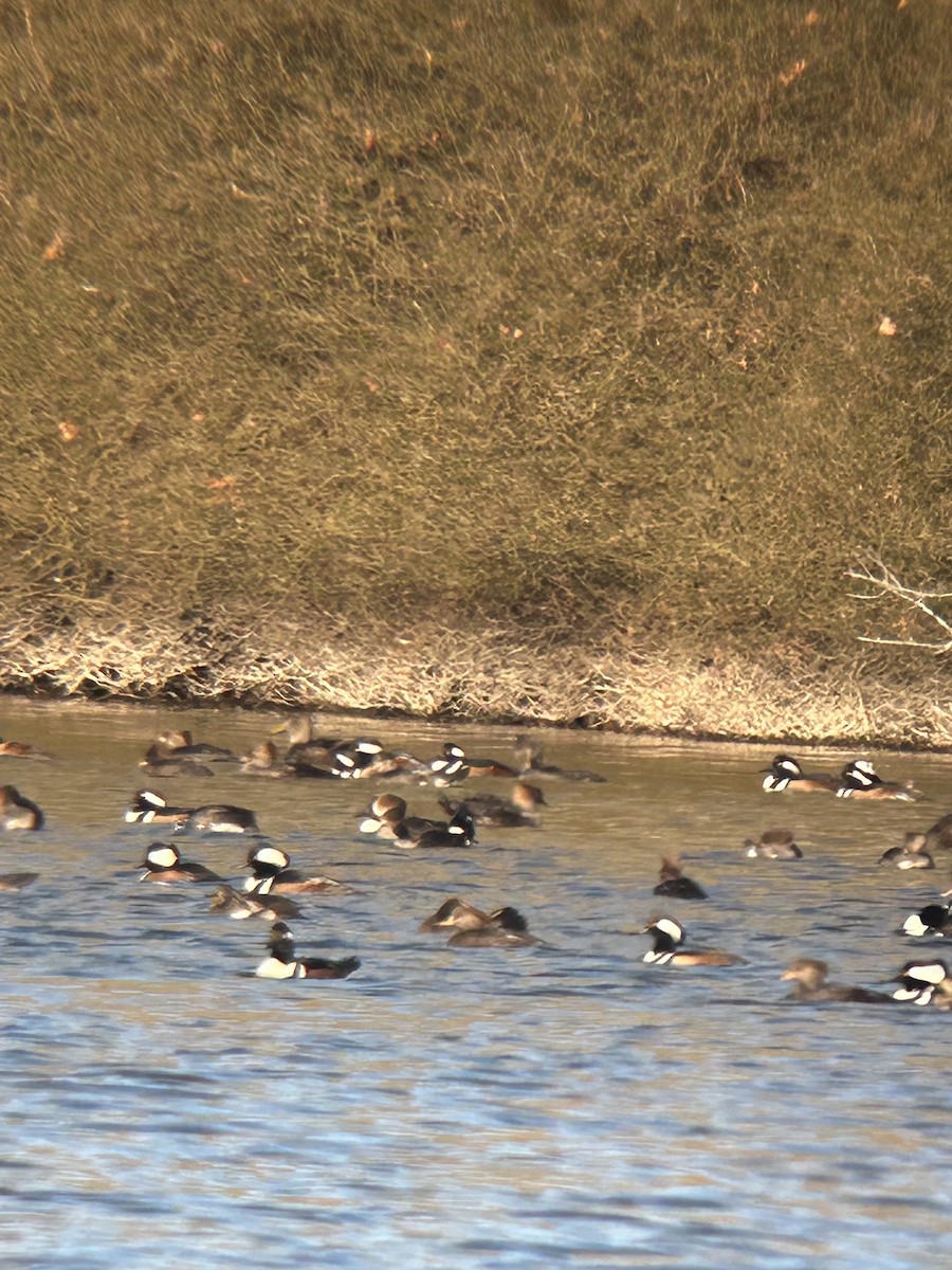Hooded Merganser - ML646655082