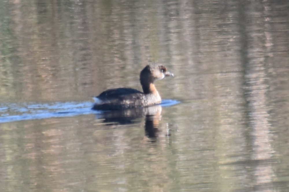 Pied-billed Grebe - ML646655083