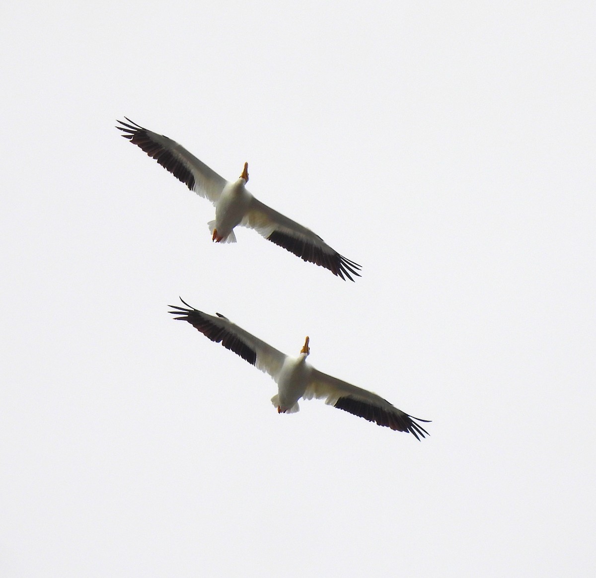 Пелікан рогодзьобий - ML646655084