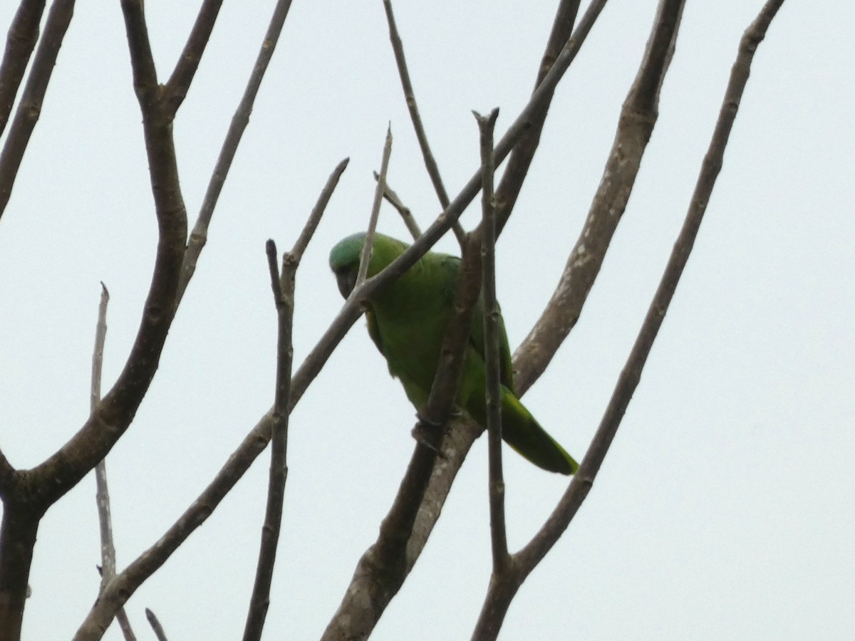 ムジボウシインコ - ML646655085