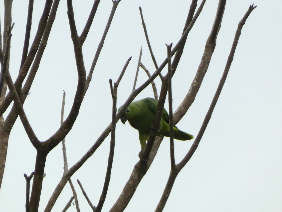 ムジボウシインコ - ML646655086