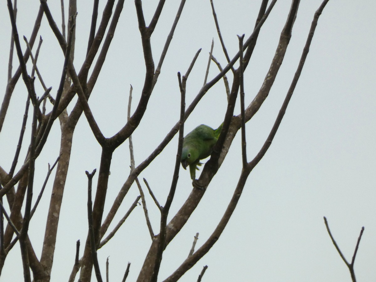 ムジボウシインコ - ML646655087