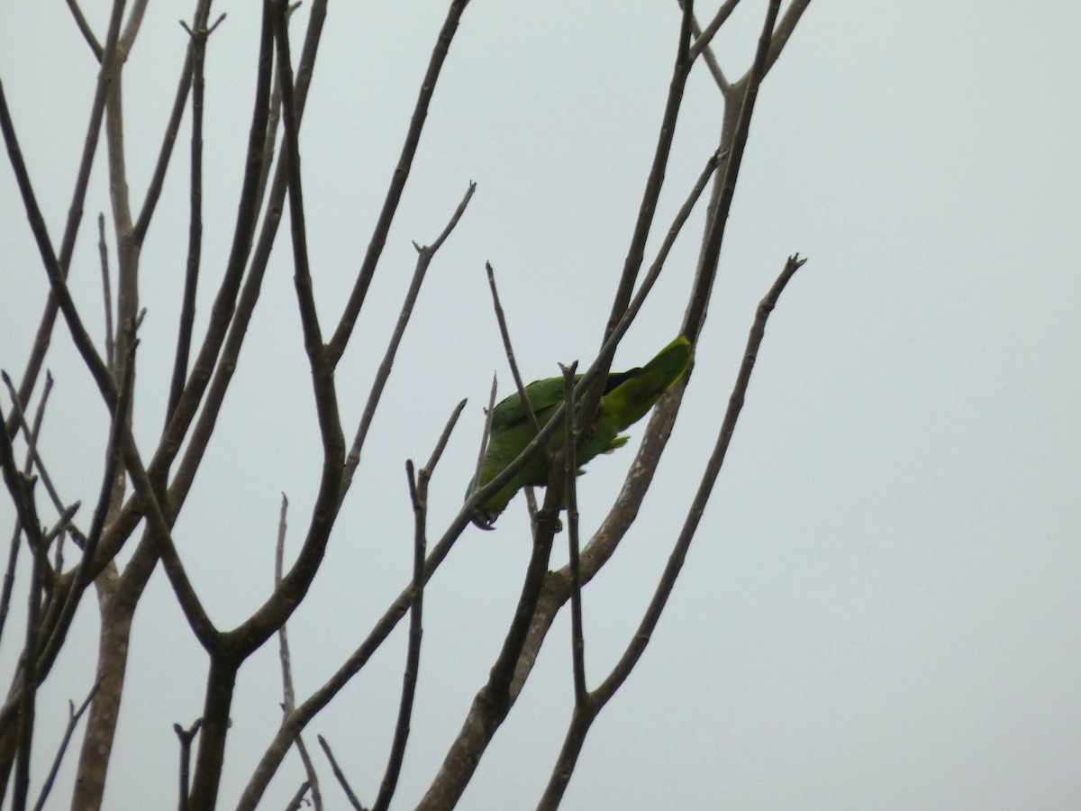 ムジボウシインコ - ML646655088