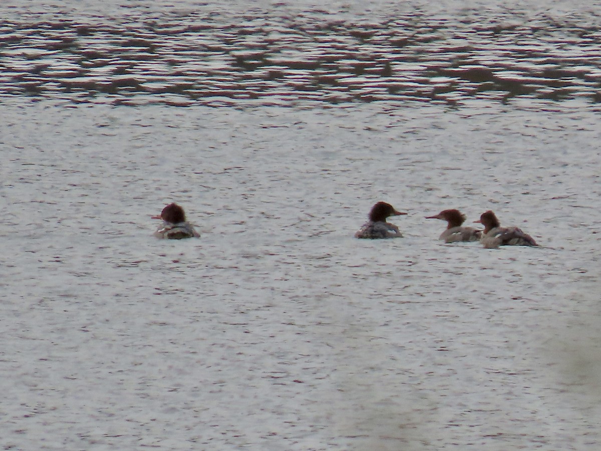 Serreta Grande - ML646655094