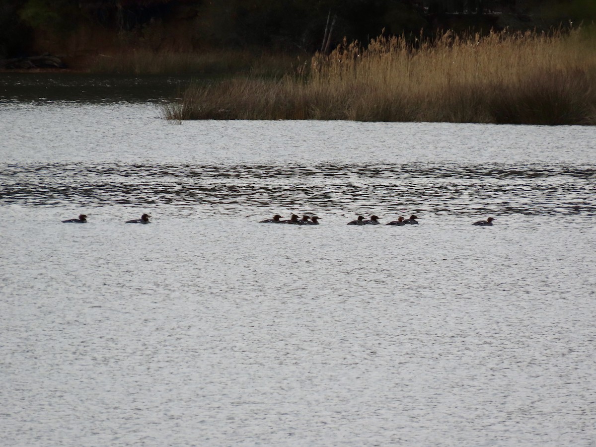 Serreta Grande - ML646655095