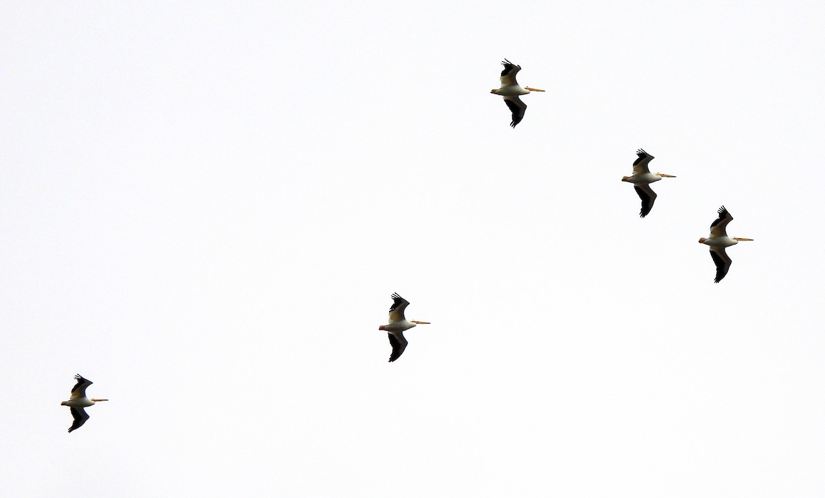 Пелікан рогодзьобий - ML646655097