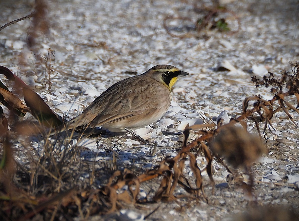 Horned Lark - ML646655098