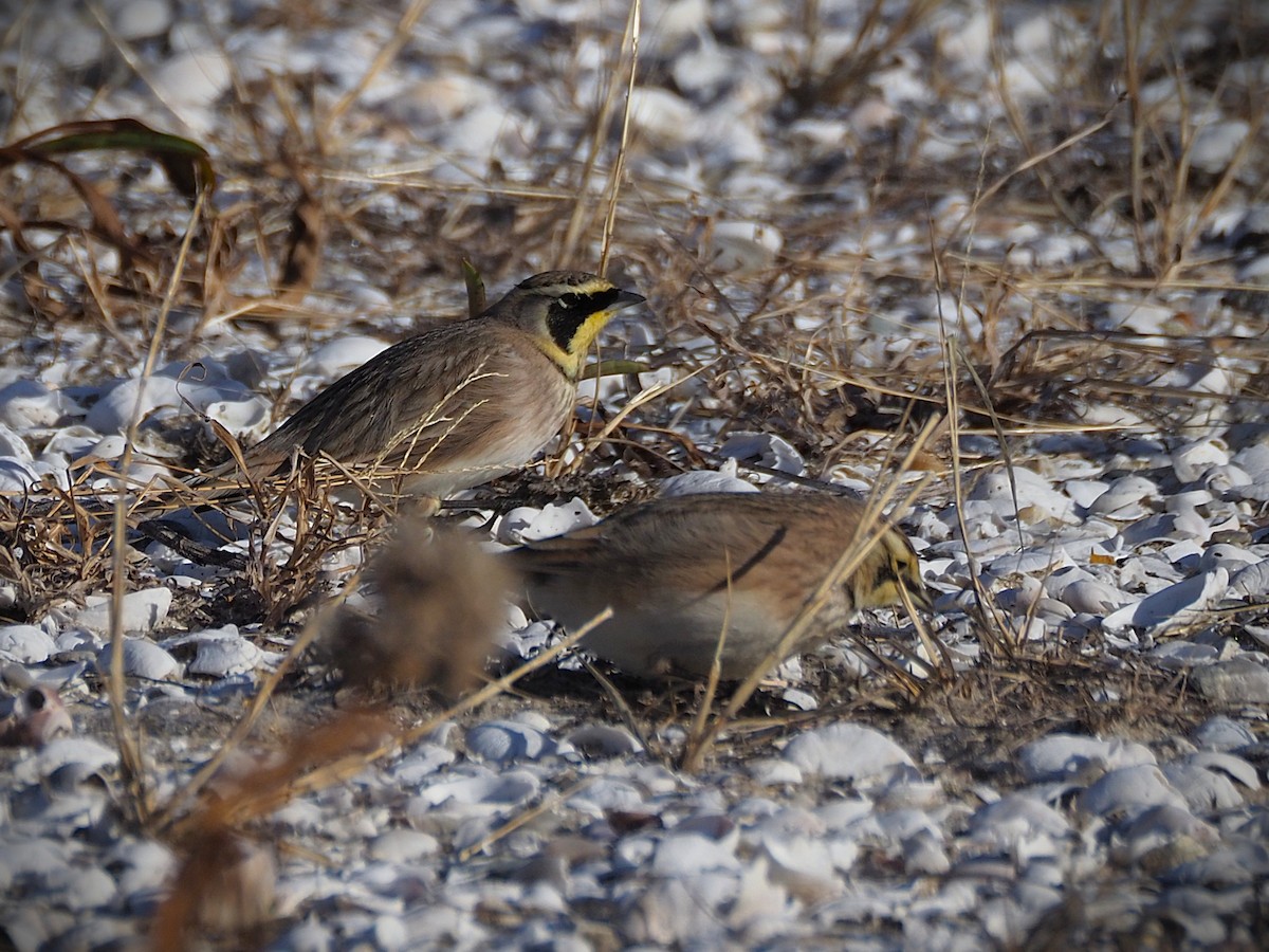 Horned Lark - ML646655100