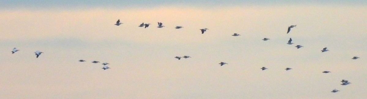 Пелікан рогодзьобий - ML646655102