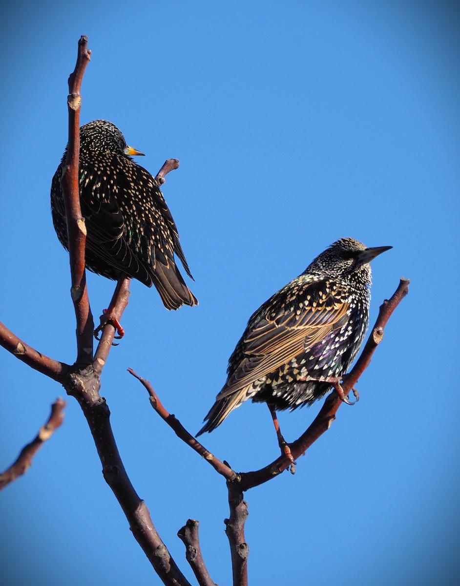 European Starling - ML646655103