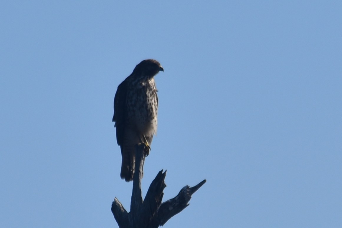 Red-shouldered Hawk - ML646655104