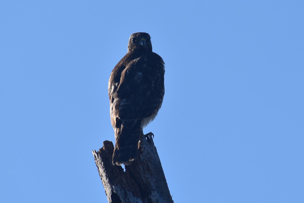 Red-shouldered Hawk - ML646655105