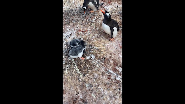 ジェンツーペンギン - ML646655115