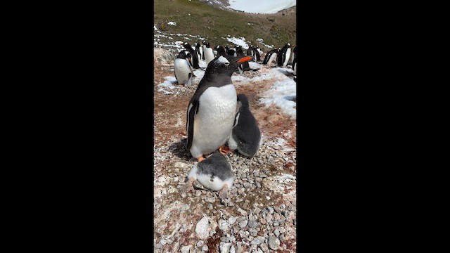 ジェンツーペンギン - ML646655116