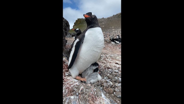 ジェンツーペンギン - ML646655117