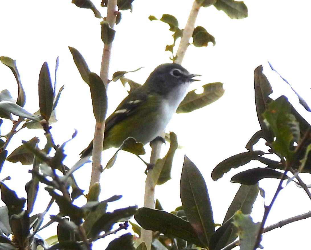 フタスジモズモドキ - ML646655118