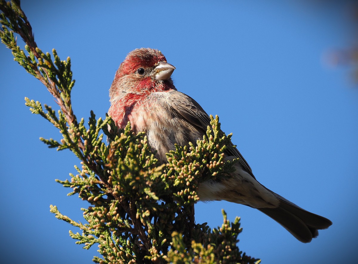 House Finch - ML646655119