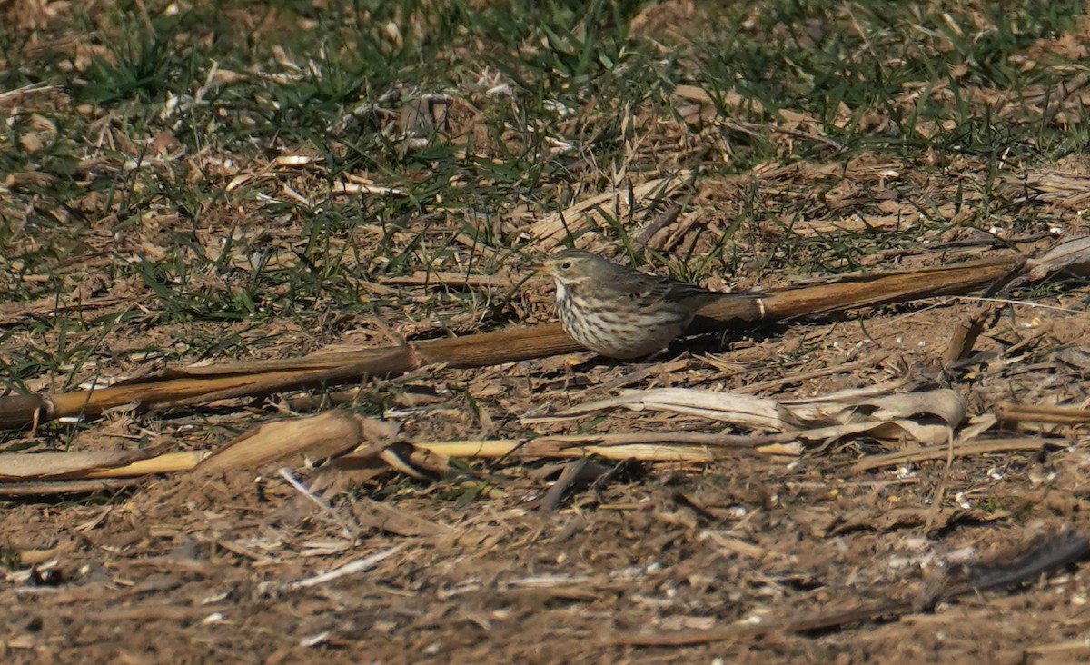 アメリカタヒバリ - ML646655120