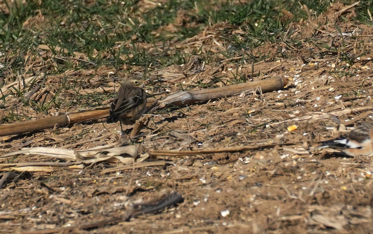 アメリカタヒバリ - ML646655121