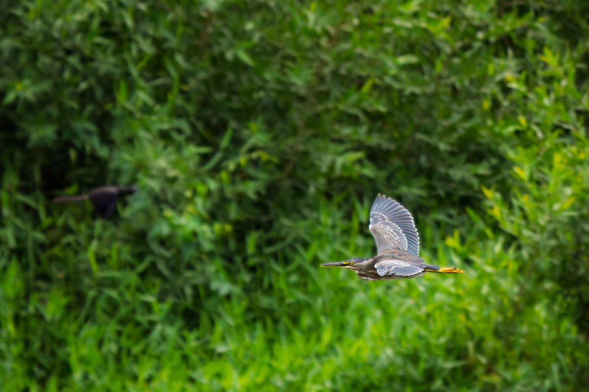 Striated Heron - ML646655122
