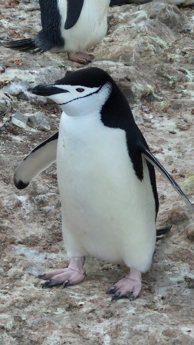 ヒゲペンギン - ML646655123