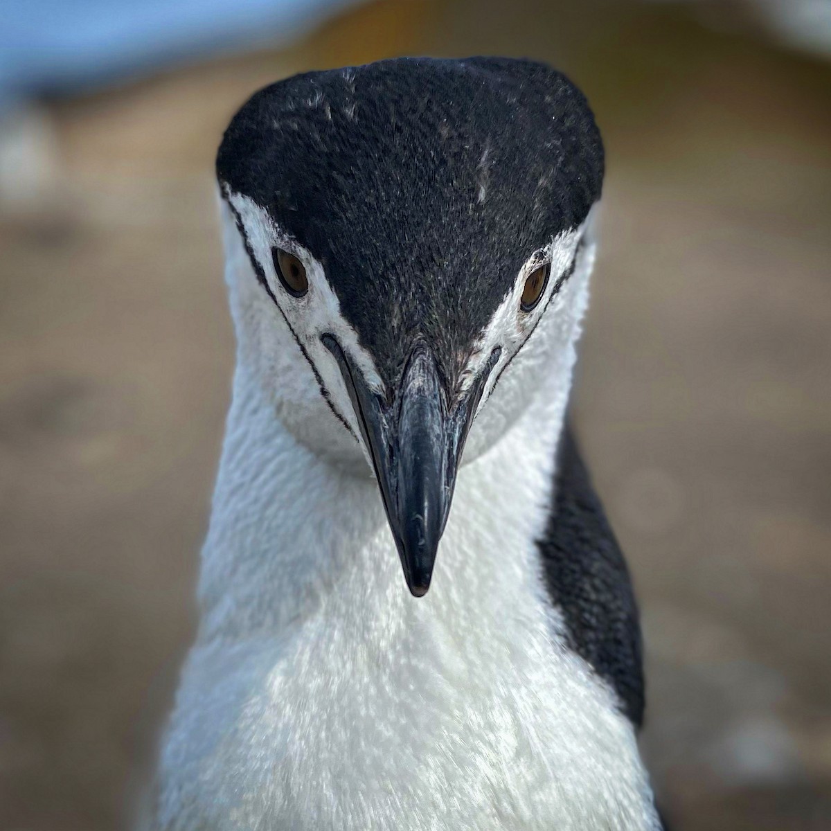 ヒゲペンギン - ML646655124