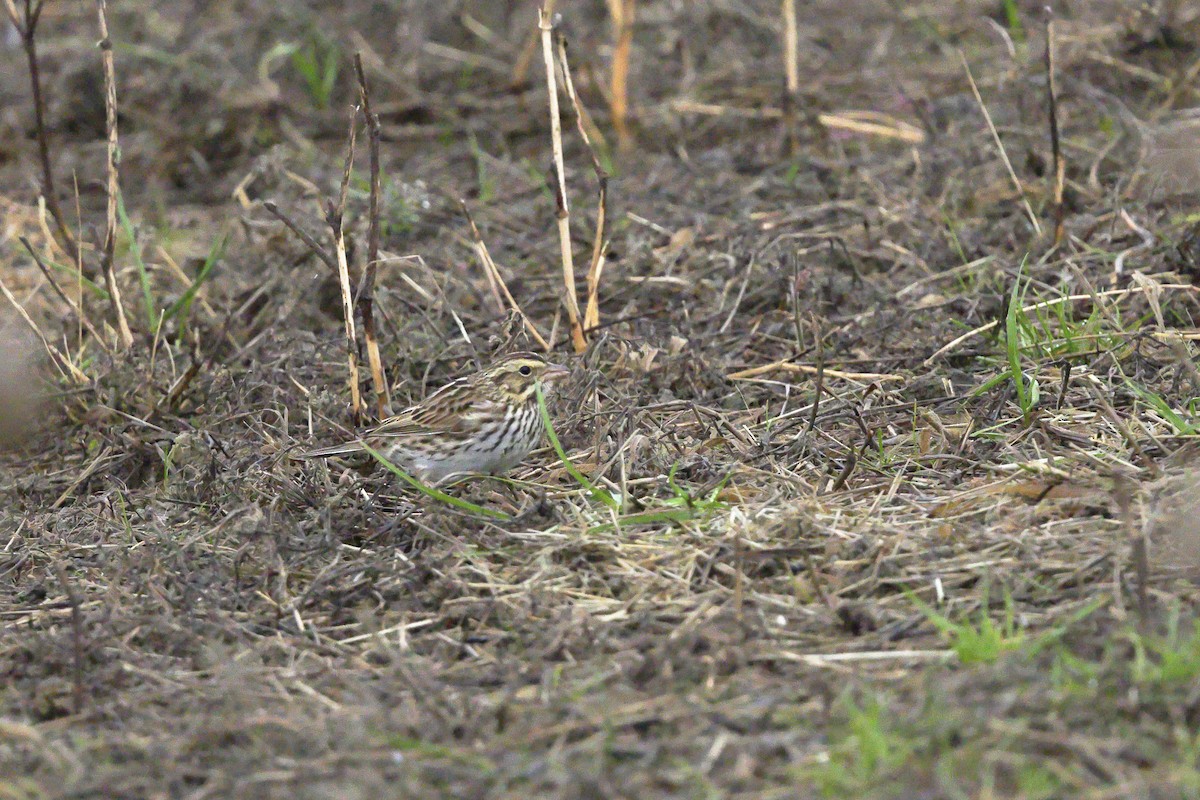 Savannah Sparrow - ML646655125