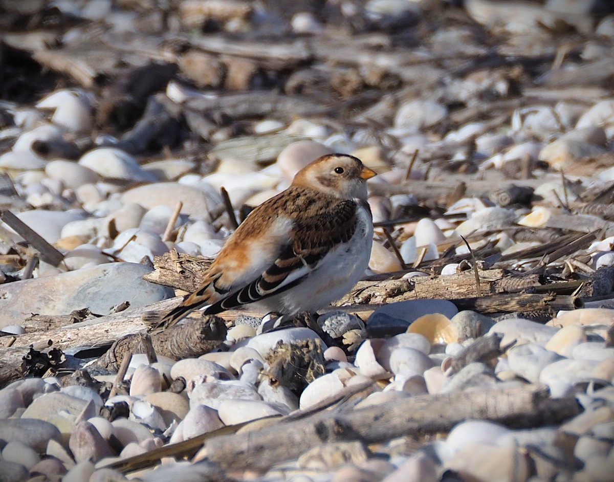 Snow Bunting - ML646655126