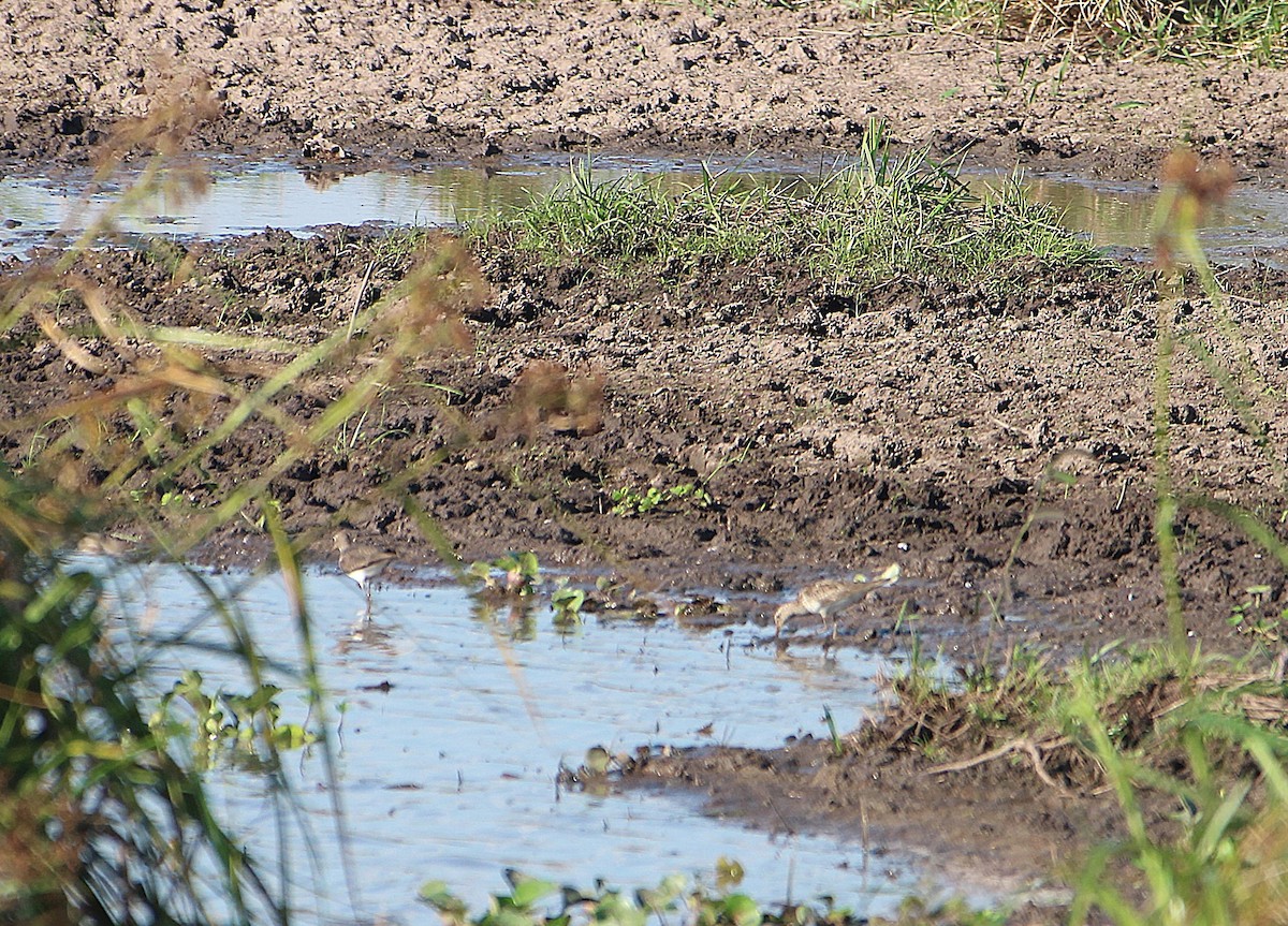 חופית כהת-חזה - ML646655127